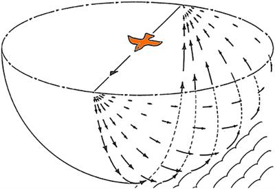 Visual-Cerebellar Pathways and Their Roles in the Control of Avian Flight